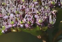 Hydrangea arguta