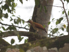 Furnarius leucopus