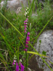Spiranthes australis