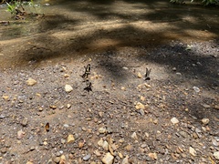 Heraclides hectorides