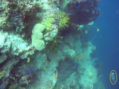 Scarus rubroviolaceus