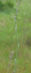 Senecio discodregeanus