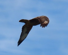 Buteo buteo vulpinus