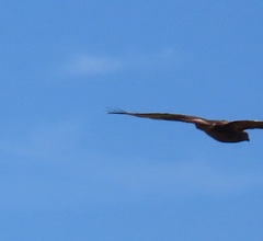 Buteo buteo vulpinus