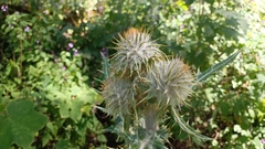 Cirsium ehrenbergii