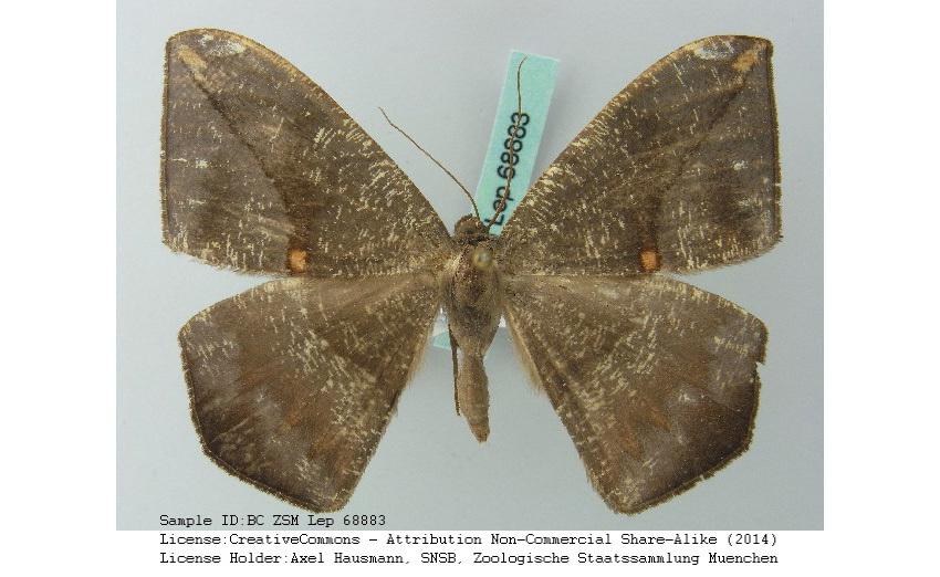 Oxydia subcana