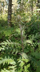 Cirsium ehrenbergii