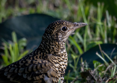 Zoothera aurea