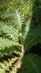 Cirsium ehrenbergii