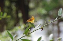 Charaxes candiope