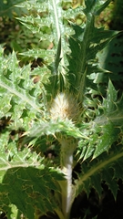 Cirsium ehrenbergii