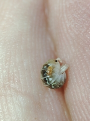 Armadillidium album
