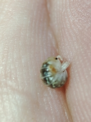 Armadillidium album