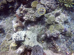 Paracirrhites forsteri