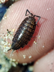 Porcellionides sexfasciatus