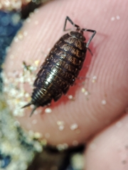 Porcellionides sexfasciatus