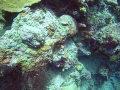 Epinephelus fasciatus