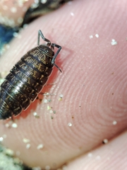 Porcellionides sexfasciatus