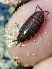 Porcellionides sexfasciatus
