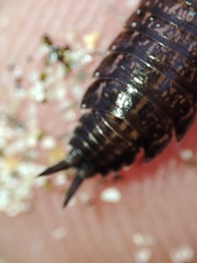 Porcellionides sexfasciatus
