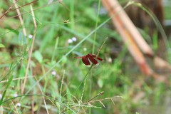 Neurothemis fluctuans