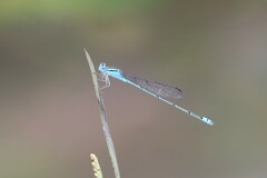 Pseudagrion microcephalum