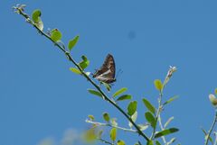 Charaxes saturnus