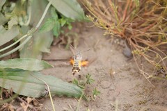 Macroglossum trochilus