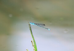 Pseudagrion microcephalum