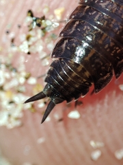 Porcellionides sexfasciatus