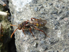 Nomada flava