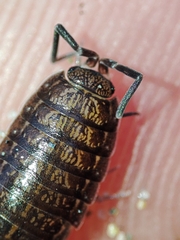 Porcellionides sexfasciatus