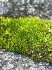 Bryum