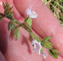 Stachys hyssopoides