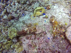 Valenciennea strigata