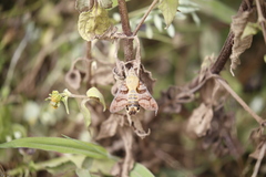 Macroglossum trochilus