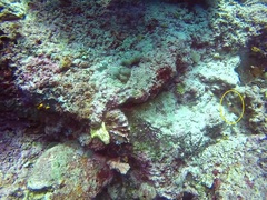 Parupeneus multifasciatus