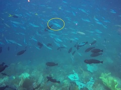 Caesio caerulaurea