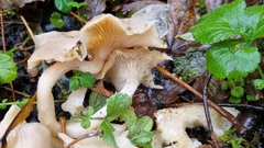 Clitocybe dealbata