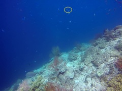 Caesio lunaris