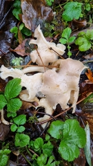 Clitocybe dealbata