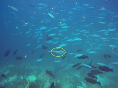 Pterocaesio digramma