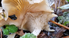 Clitocybe dealbata