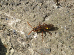 Nomada flava