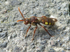 Nomada flava
