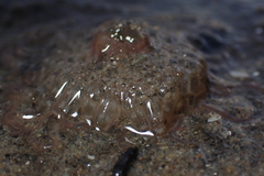 Harenactis attenuata