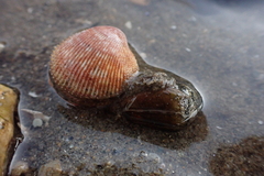 Dallocardia quadragenaria