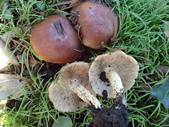 Pholiota velaglutinosa