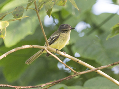 Myiopagis gaimardii