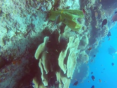 Dascyllus trimaculatus